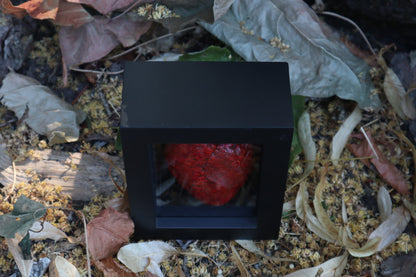 Dry Preserved Whitetail Fawn Heart