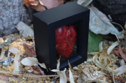 Dry Preserved Whitetail Fawn Heart