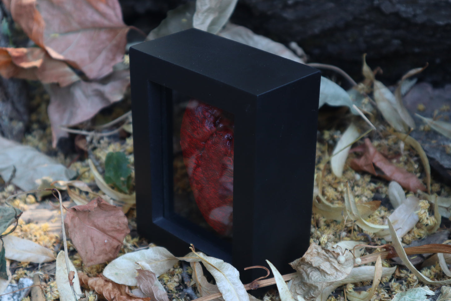Dry Preserved Whitetail Fawn Heart