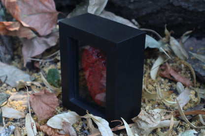Dry Preserved Whitetail Fawn Heart