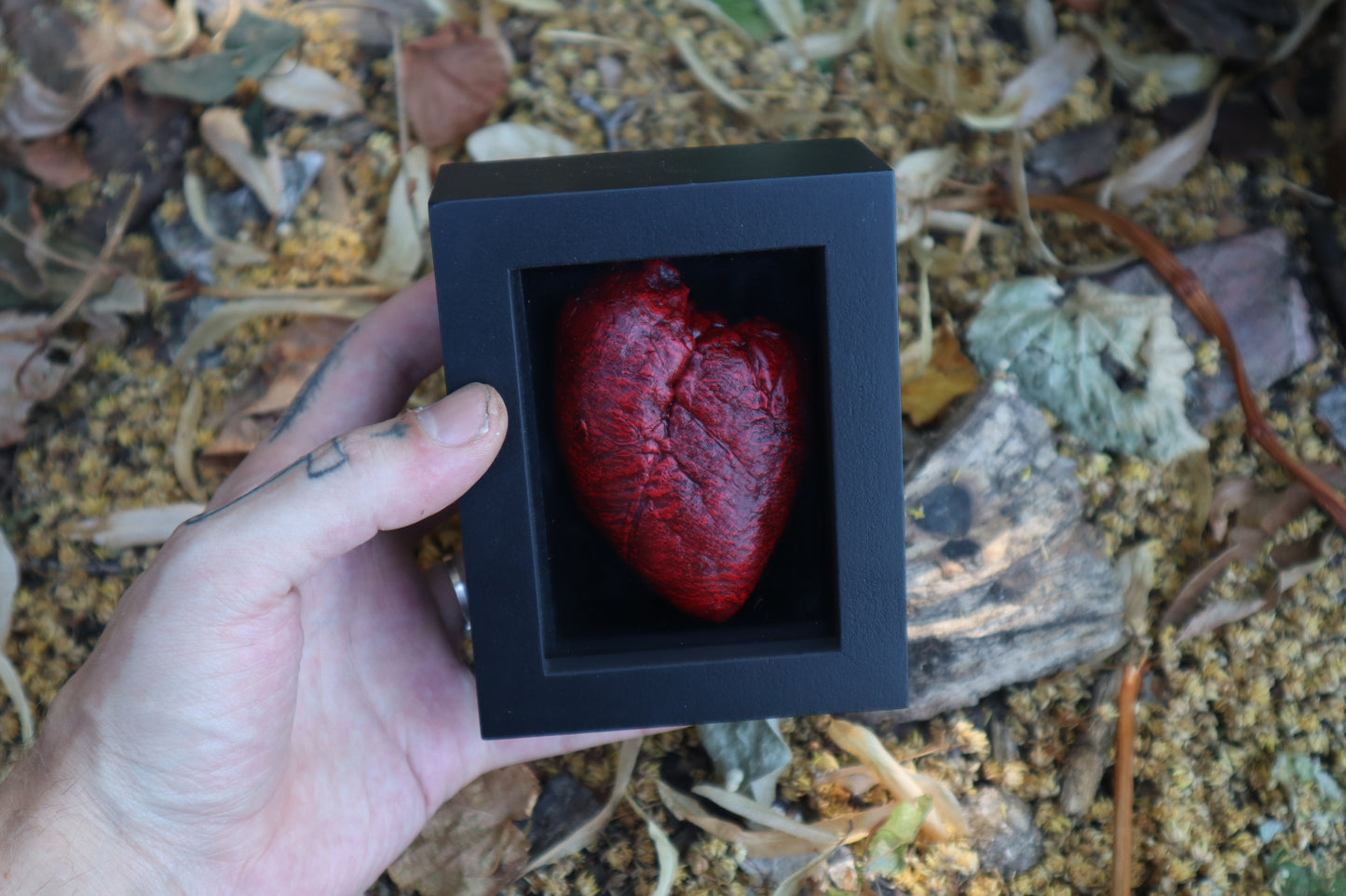 Dry Preserved Whitetail Fawn Heart
