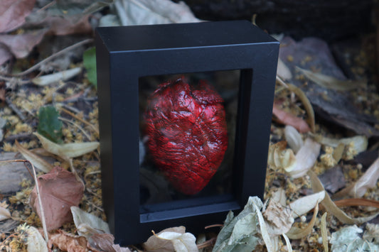 Reserved for Brandon - Dry Preserved Whitetail Fawn Heart and Kitten Heart and Lungs