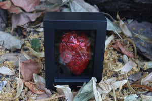 Reserved for Brandon - Dry Preserved Whitetail Fawn Heart and Kitten Heart and Lungs