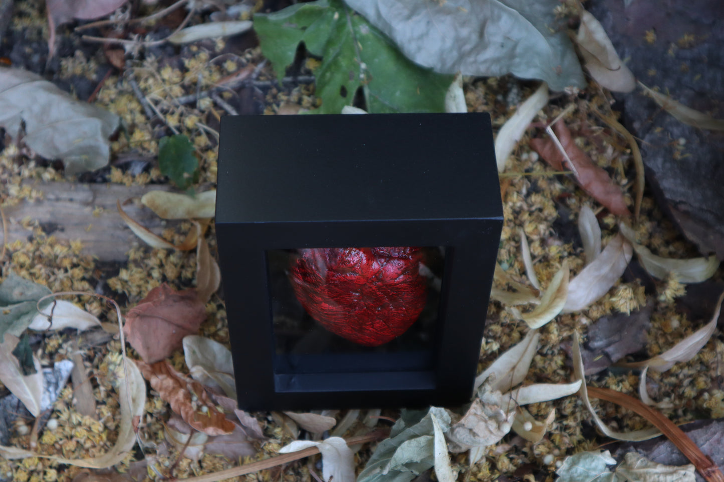 Reserved for Brandon - Dry Preserved Whitetail Fawn Heart and Kitten Heart and Lungs