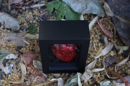Reserved for Brandon - Dry Preserved Whitetail Fawn Heart and Kitten Heart and Lungs
