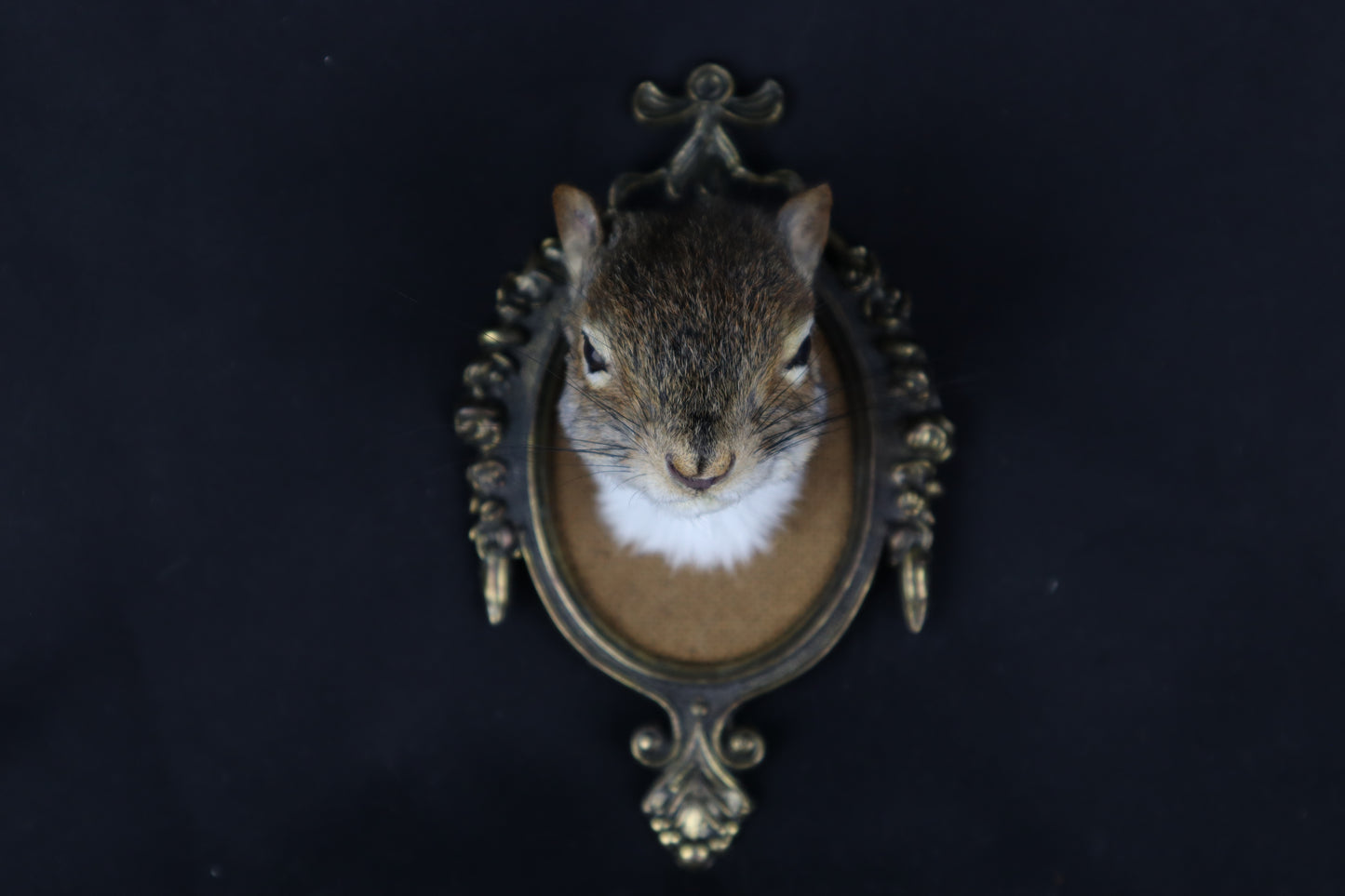 Squirrel Shoulder Mount