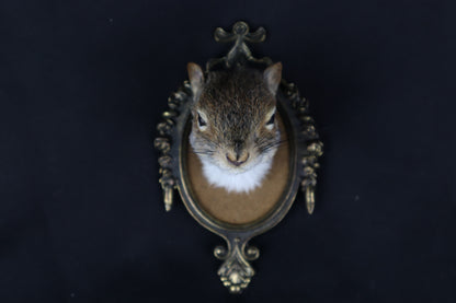 Squirrel Shoulder Mount