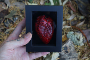 Reserved for Brandon - Dry Preserved Whitetail Fawn Heart and Kitten Heart and Lungs