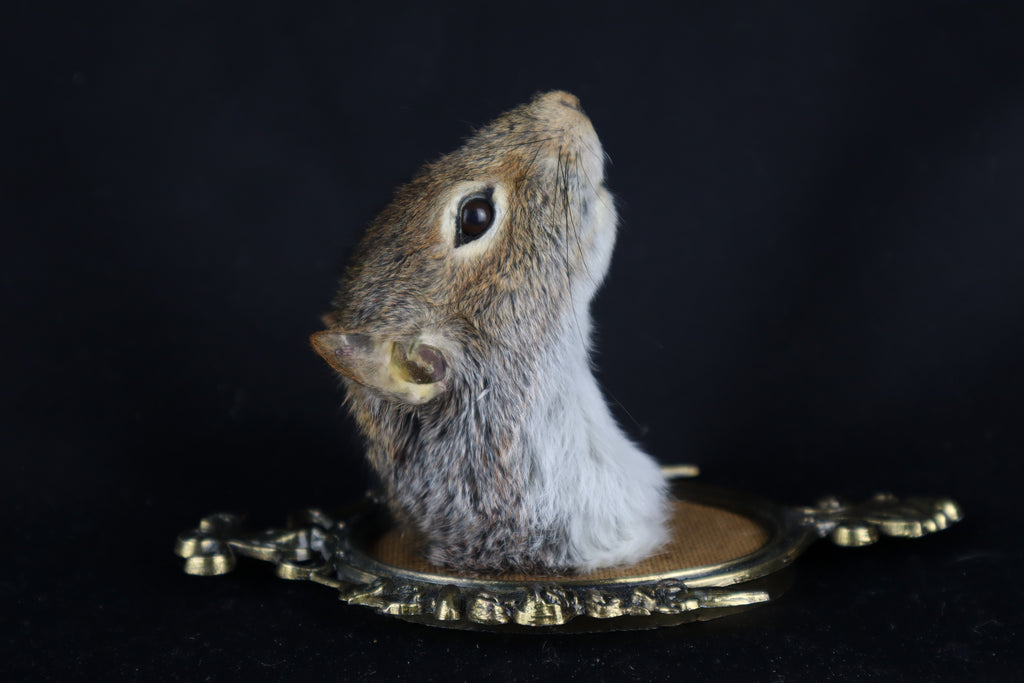 Squirrel Shoulder Mount