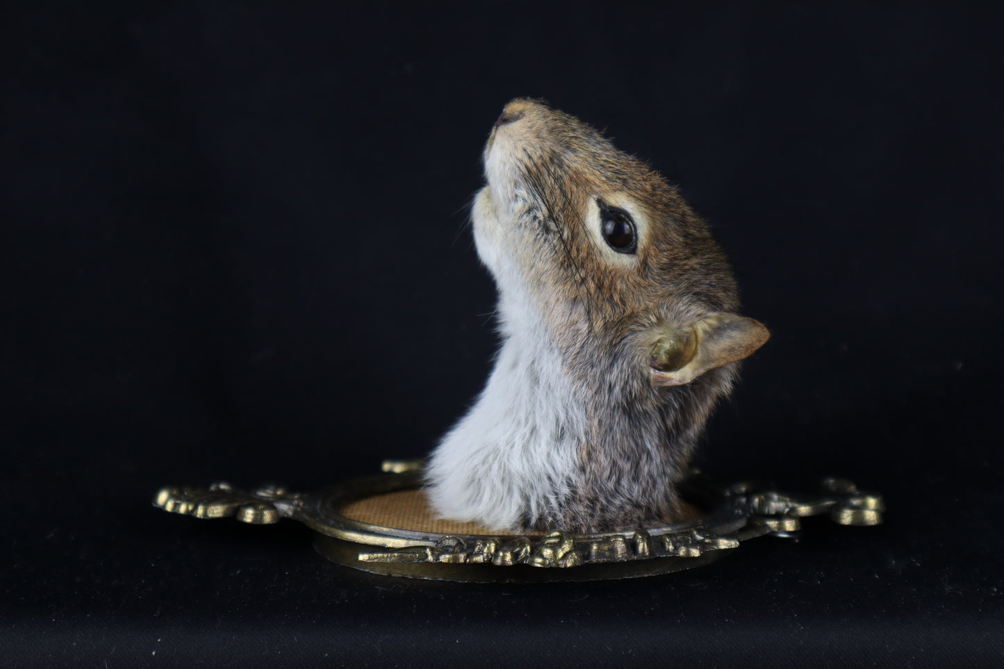 Squirrel Shoulder Mount