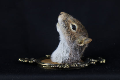 Squirrel Shoulder Mount