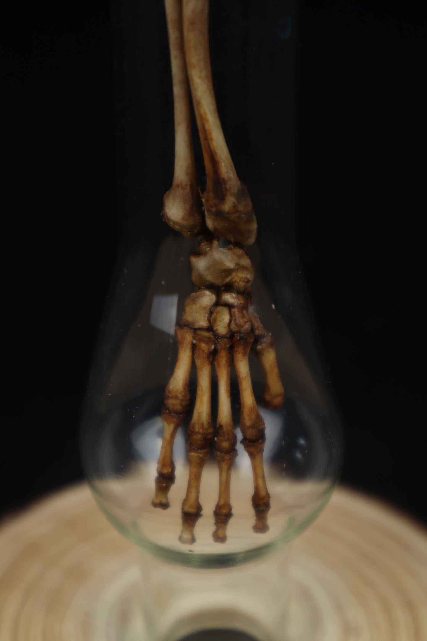 Naturally Stained Juvenile Opossum Leg Articulation