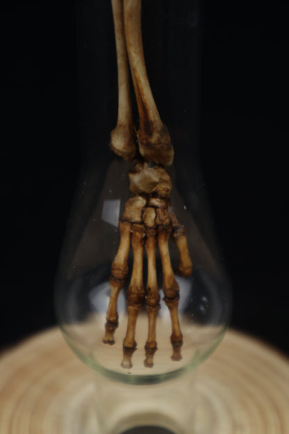 Naturally Stained Juvenile Opossum Leg Articulation