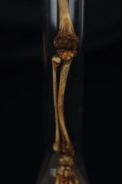 Naturally Stained Juvenile Opossum Leg Articulation