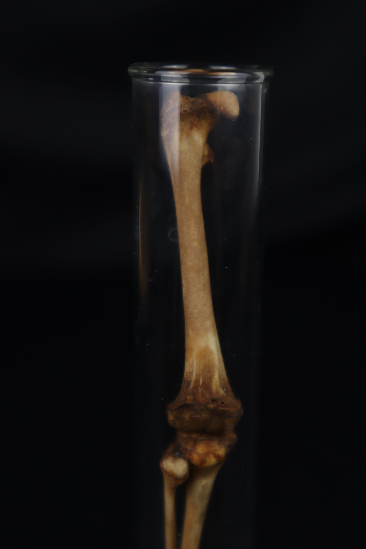 Naturally Stained Juvenile Opossum Leg Articulation