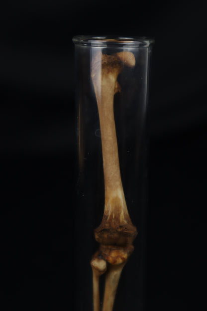 Naturally Stained Juvenile Opossum Leg Articulation