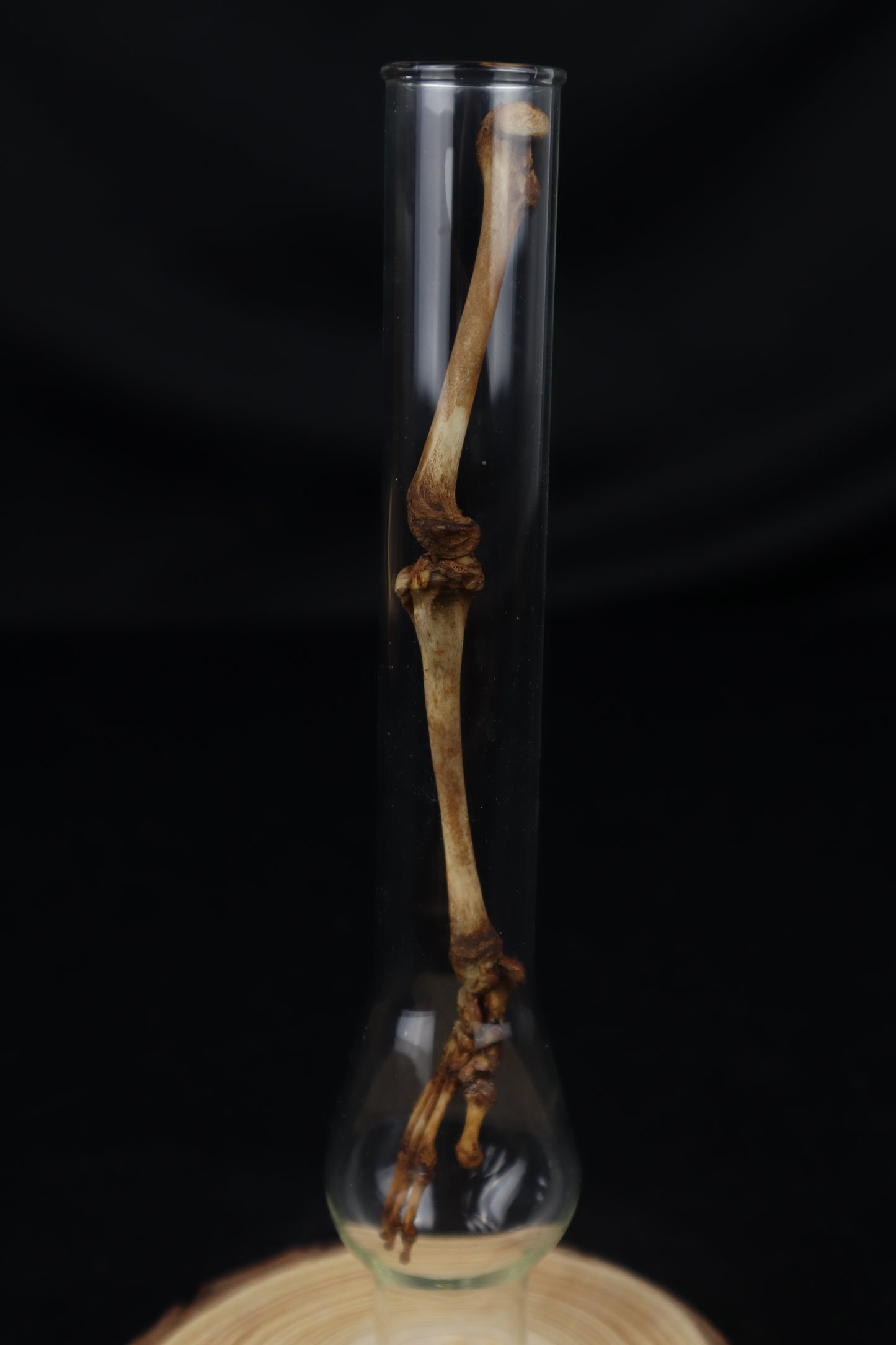 Naturally Stained Juvenile Opossum Leg Articulation
