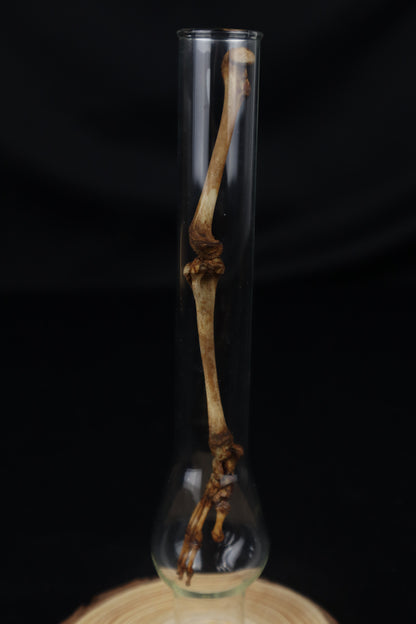 Naturally Stained Juvenile Opossum Leg Articulation