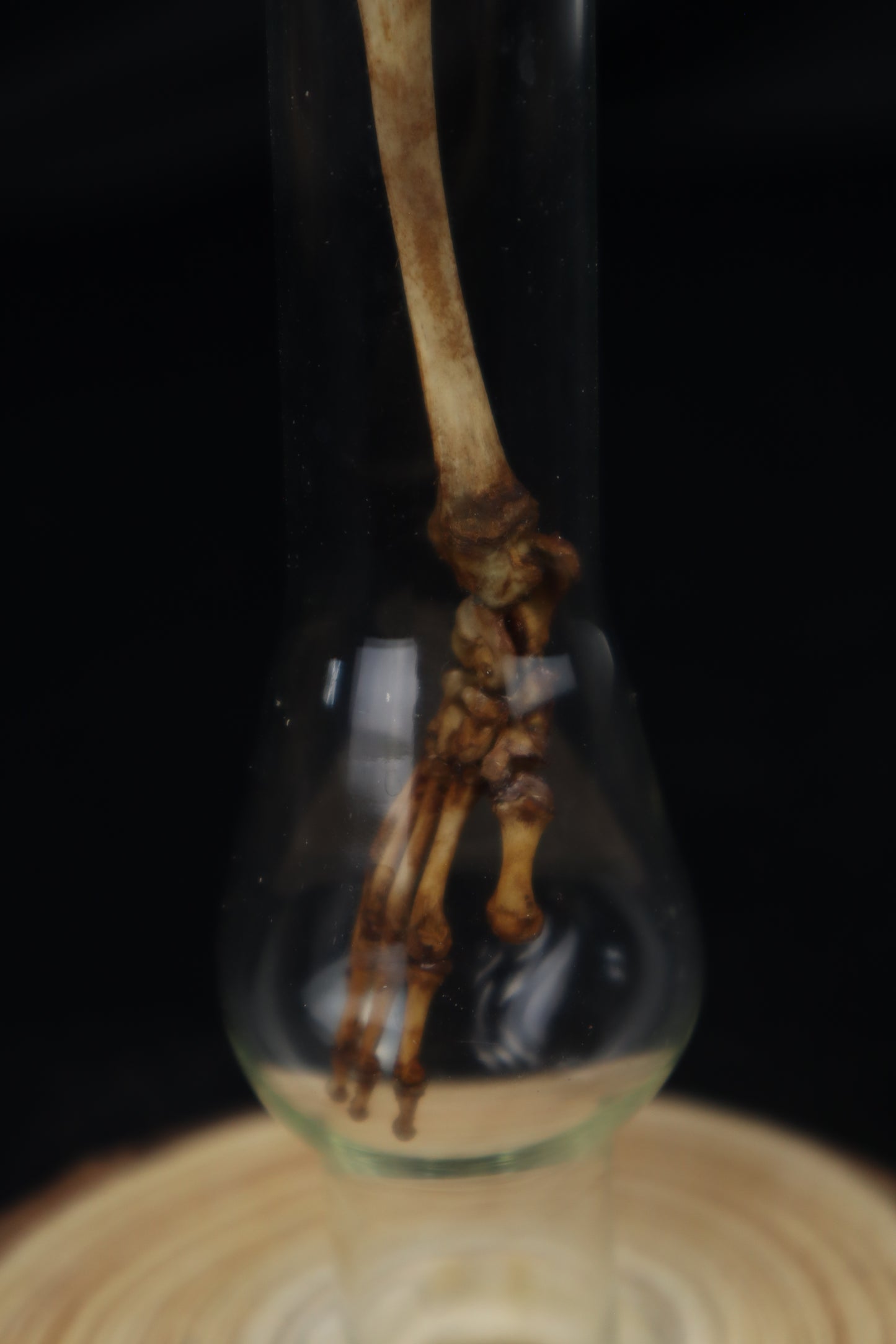 Naturally Stained Juvenile Opossum Leg Articulation