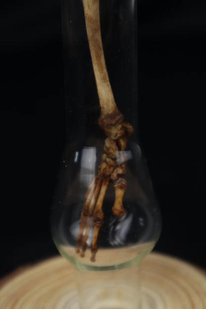 Naturally Stained Juvenile Opossum Leg Articulation
