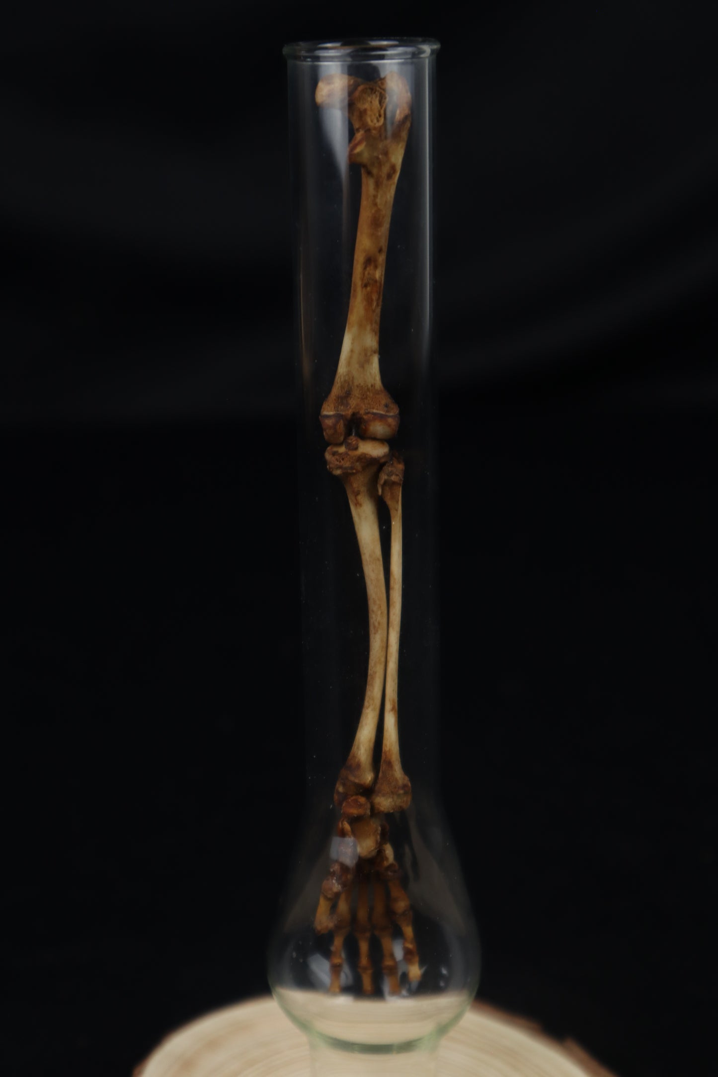 Naturally Stained Juvenile Opossum Leg Articulation