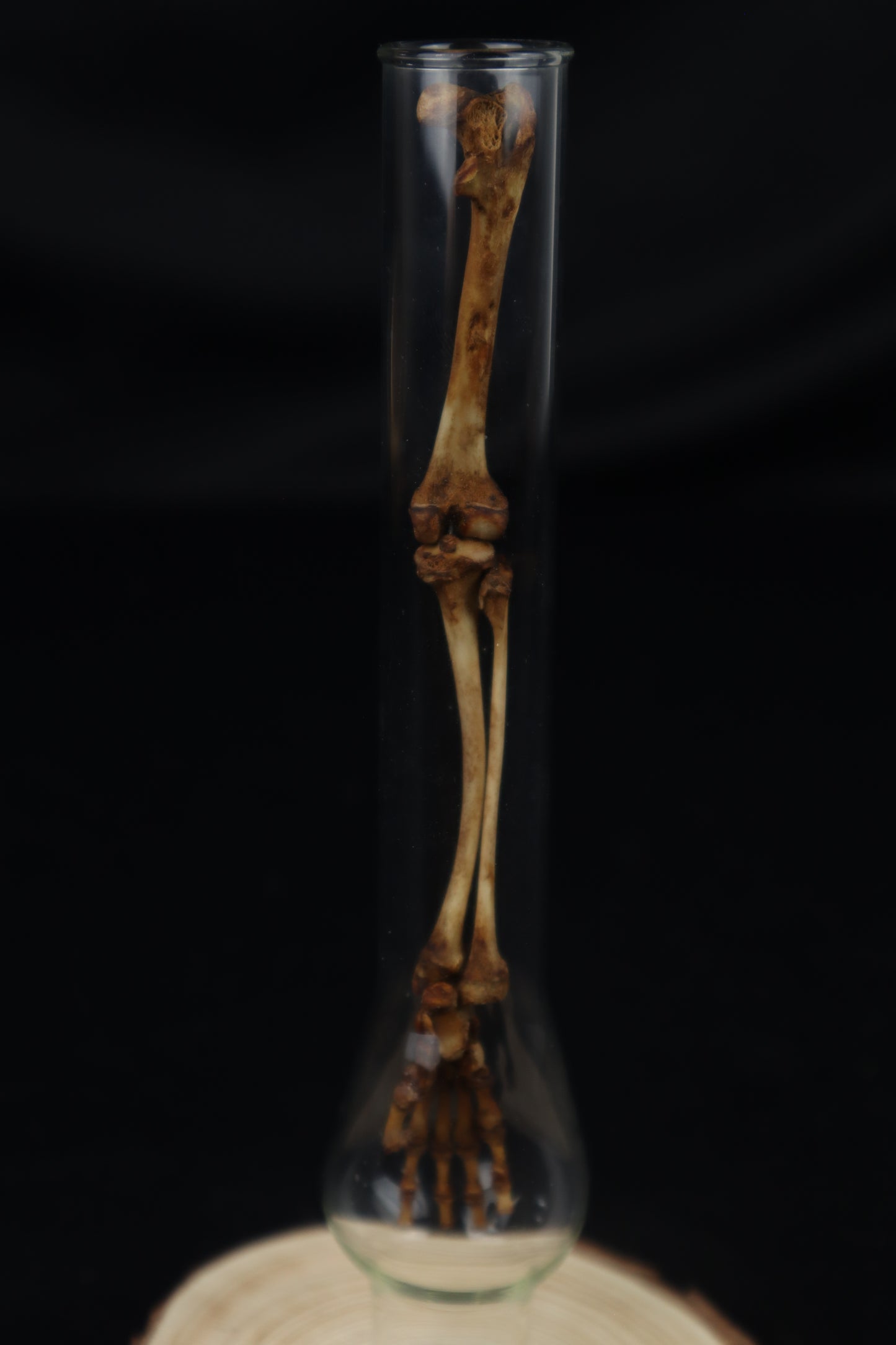 Naturally Stained Juvenile Opossum Leg Articulation