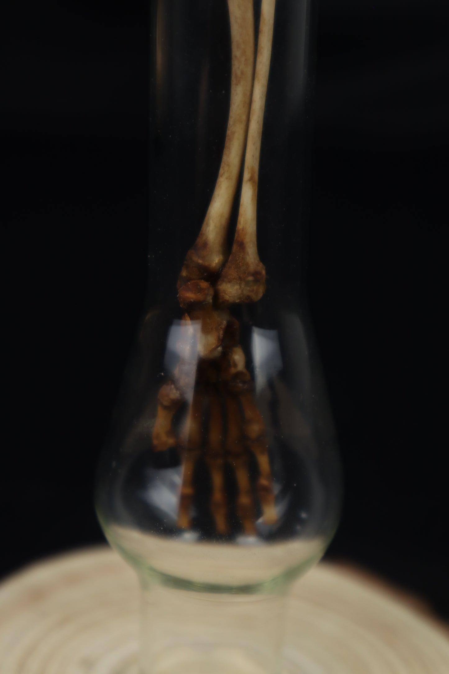 Naturally Stained Juvenile Opossum Leg Articulation