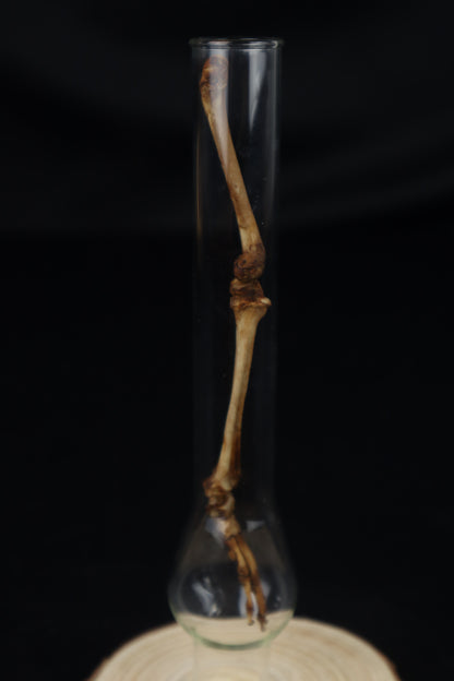 Naturally Stained Juvenile Opossum Leg Articulation