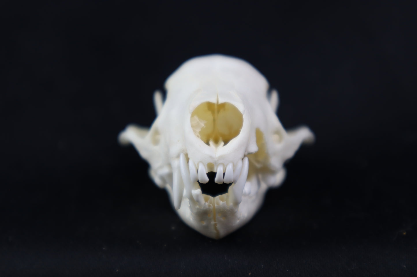 Craft Skunk Skull