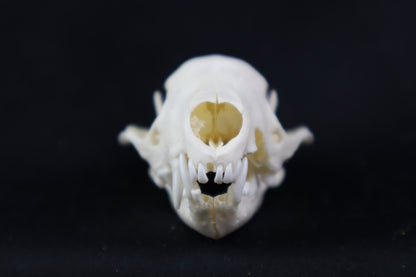 Craft Skunk Skull