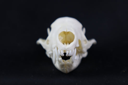 Craft Skunk Skull