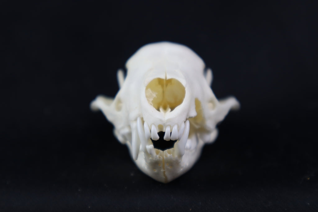 Craft Skunk Skull