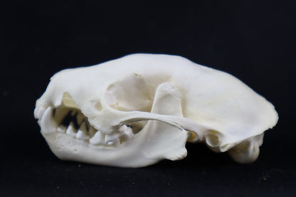 Craft Skunk Skull