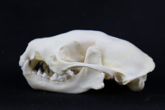 Craft Skunk Skull