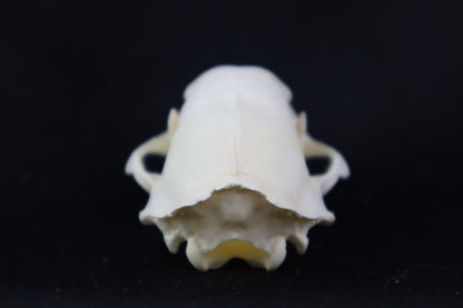 Craft Skunk Skull