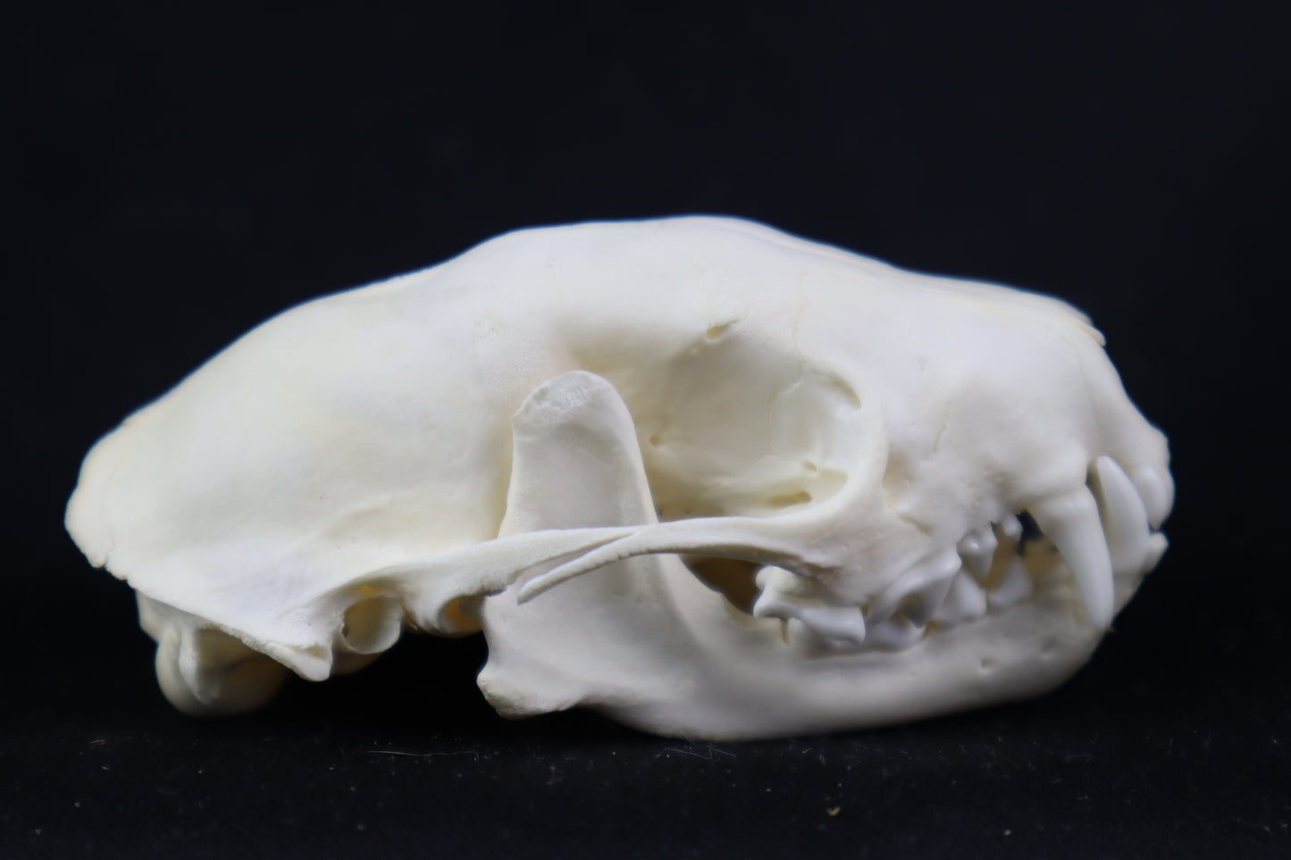 Craft Skunk Skull