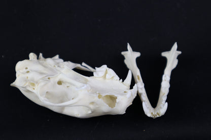 Craft Skunk Skull