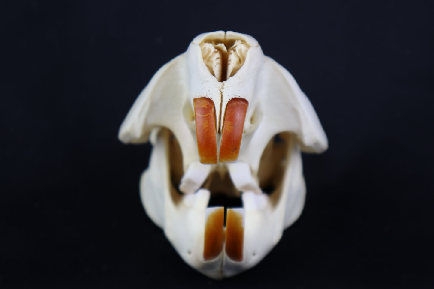 Beaver Skull