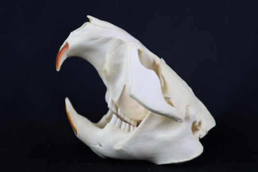 Beaver Skull