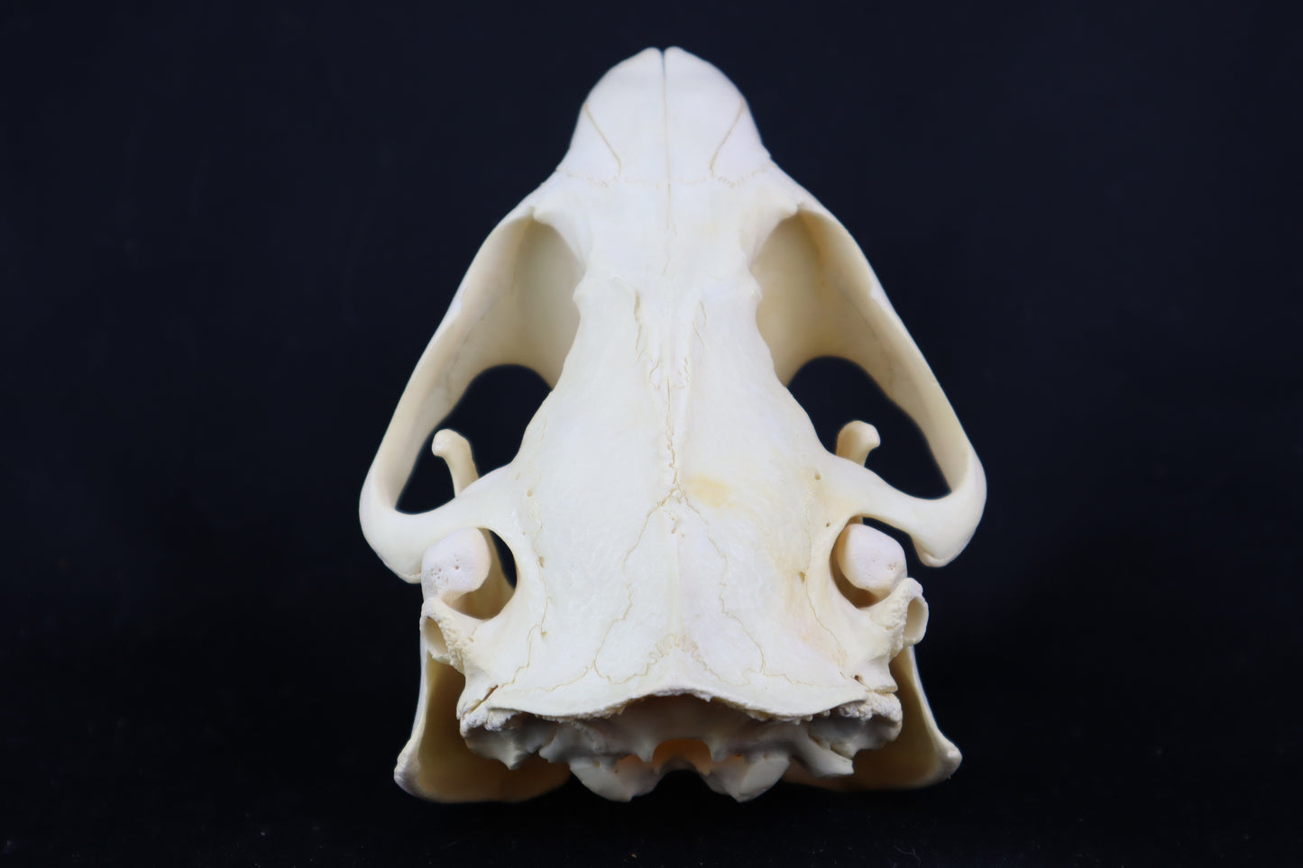 Beaver Skull