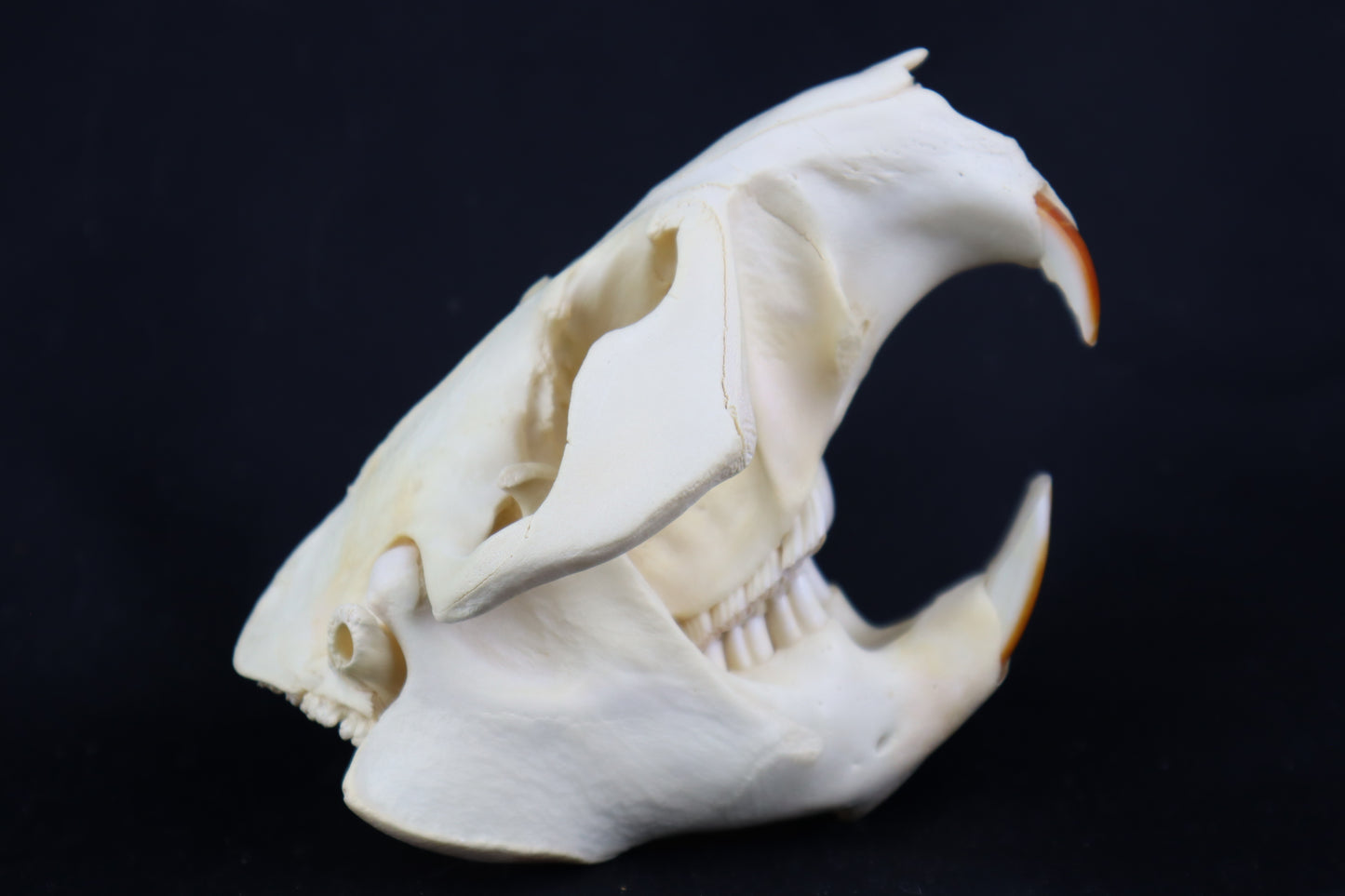 Beaver Skull