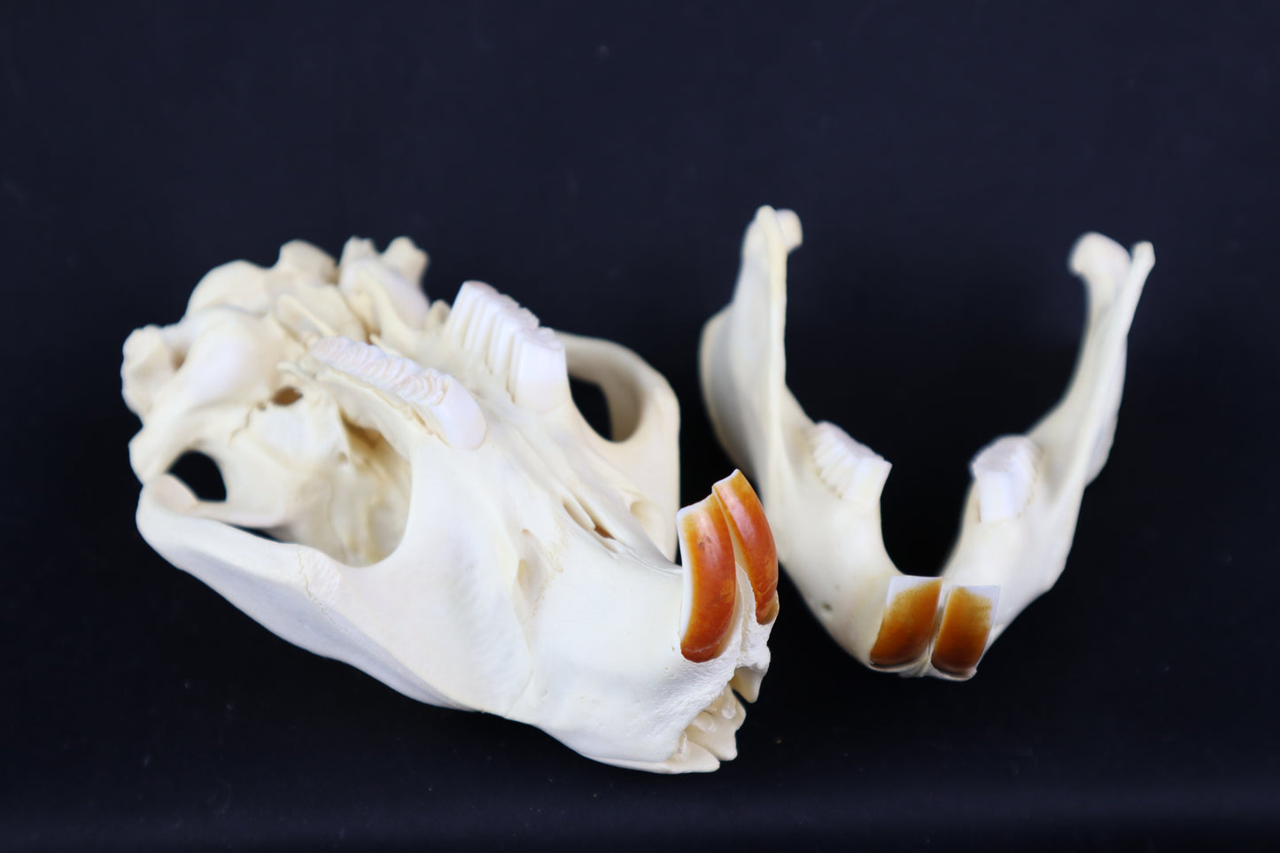 Beaver Skull