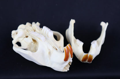 Beaver Skull
