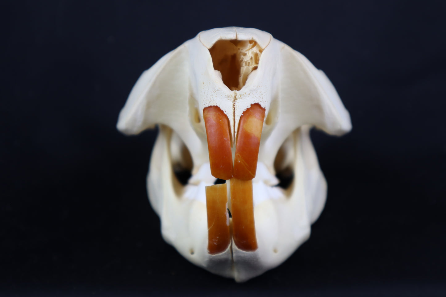 Beaver Skull
