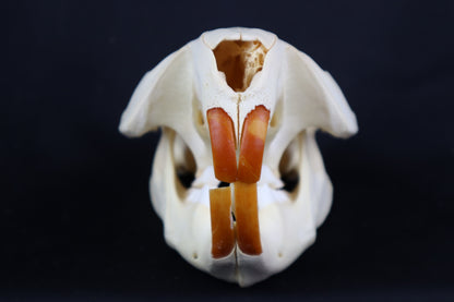 Beaver Skull