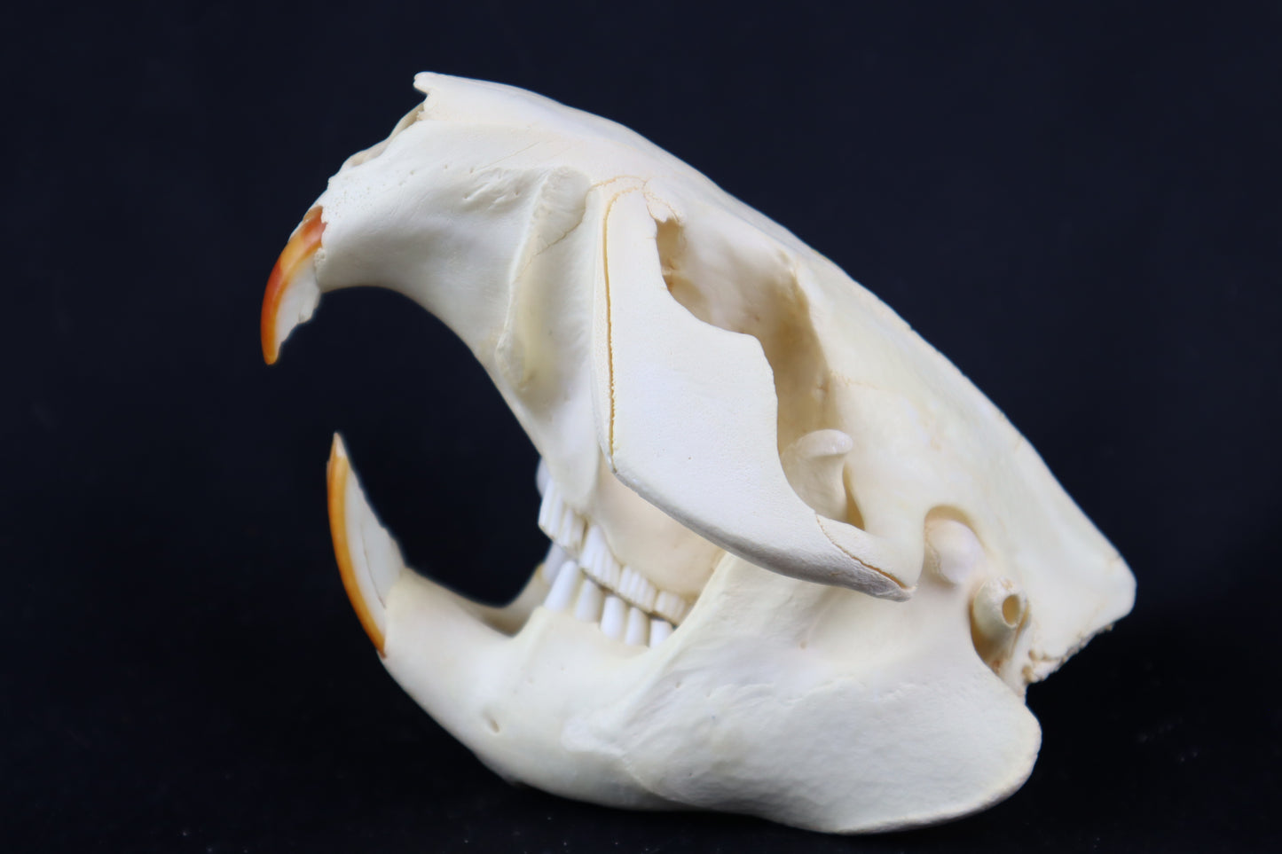 Beaver Skull