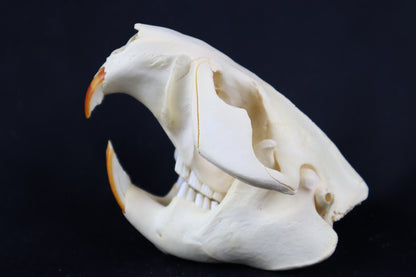 Beaver Skull