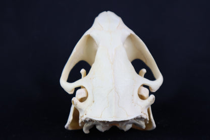 Beaver Skull