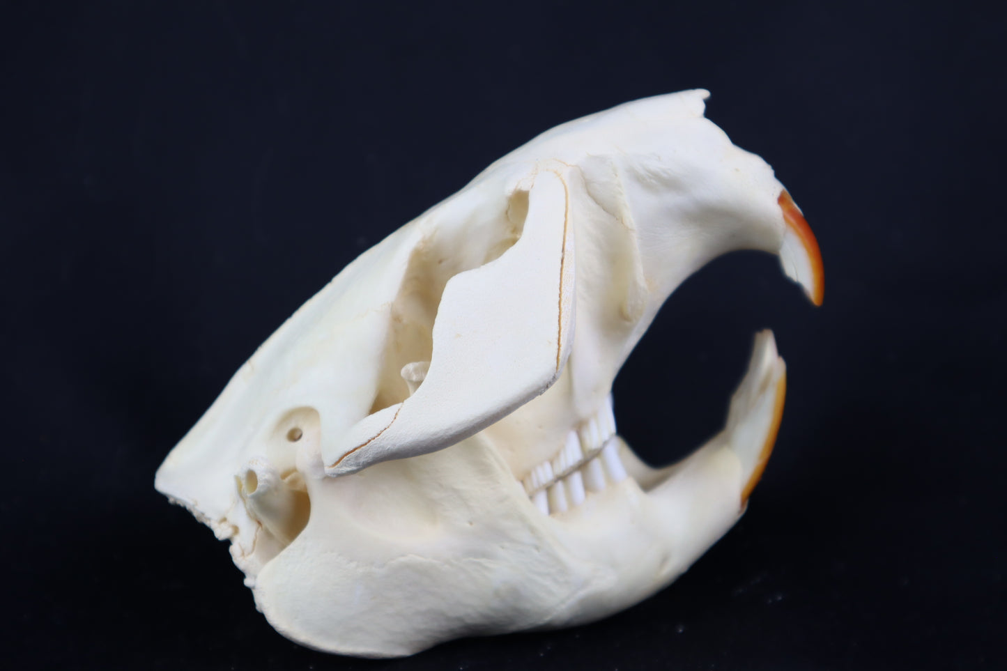Beaver Skull