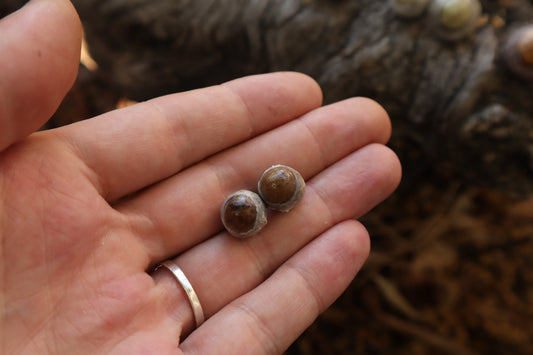 Dry Preserved Kitten Eyeballs